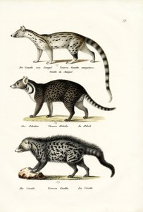 Civet, 1824 door Karl Joseph Brodtmann